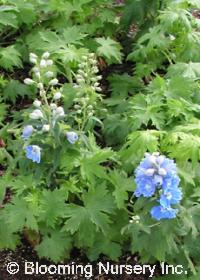 Delphinium 'Magic Fountains Sky Blue w/ White Bee'